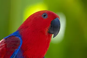 Eclectus parrot (Eclectus roratus). Captive, Bali Bird Park, Denpasar, Bali, Indonesia Eclectus parrot (Eclectus roratus). Captive, Bali Bird Park, Denpasar, Bali, Indonesia
