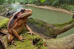 Ecuadorian toad (Rhaebo ecuadorensis) on branch, Yasuni National Park, Orellana, Ecuador Ecuadorian toad (Rhaebo ecuadorensis) on branch, Yasuni National Park, Orellana, Ecuador