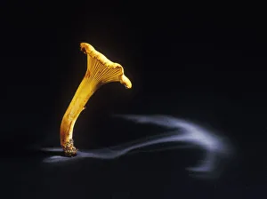 Edible chanterelle fungus (Cantharellus cibarius) showing spore dispersal pattern Edible chanterelle fungus (Cantharellus cibarius) showing spore dispersal pattern