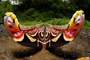 Edwards Atlas Moth (Attacus edwardsii) in defensive posture, Bhutan, June Edwards Atlas Moth (Attacus edwardsii) in defensive posture, Bhutan, June