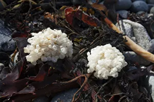 Eggs of Common whelk (Buccinum undatum) on seaweed washed up on beach, Sark, British Eggs of Common whelk (Buccinum undatum) on seaweed washed up on beach, Sark, British