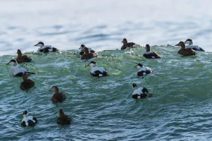 Eider ducks (Somateria mollissima) floating on waves, Iceland. March Eider ducks (Somateria mollissima) floating on waves, Iceland. March
