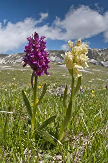Elder flower orchid (Dactylorhiza sambucina) in its two colour forms, Campo Imperatore Elder flower orchid (Dactylorhiza sambucina) in its two colour forms, Campo Imperatore