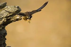 Eleonoras falcon (Falco eleonorae) taking off from rock ledge, Andros, Greece Eleonoras falcon (Falco eleonorae) taking off from rock ledge, Andros, Greece