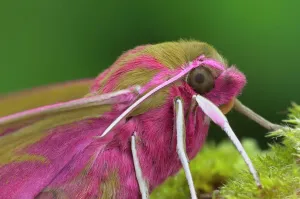 Elephant hawk moth (Deilephila elpenor) portrait, Brackagh Moss National Nature Reserve Elephant hawk moth (Deilephila elpenor) portrait, Brackagh Moss National Nature Reserve