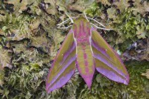 Elephant hawkmoth (Deilephila elpenor) Peak District National Park, Derbyshire, UK. June Elephant hawkmoth (Deilephila elpenor) Peak District National Park, Derbyshire, UK. June