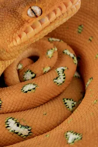 Emerald tree Boa (Corallus batesii) close up portrait of juvenile whilst hanging on a Emerald tree Boa (Corallus batesii) close up portrait of juvenile whilst hanging on a