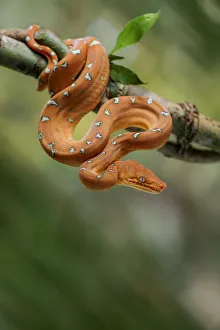 Emerald tree boa (Corallus batesii) juvenile hanging on a branch. Tambopata, Madre de Dios Emerald tree boa (Corallus batesii) juvenile hanging on a branch. Tambopata, Madre de Dios