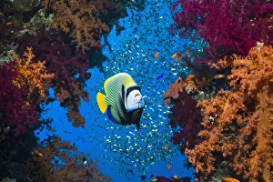Emperor angelfish (Pomacanthus imperator) with soft corals and sweepers. Egypt, Red Sea Emperor angelfish (Pomacanthus imperator) with soft corals and sweepers. Egypt, Red Sea
