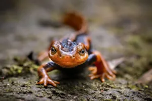 Emperor newt (Tylototriton shanjing) Gaoligong Mountains National Nature Reserve Emperor newt (Tylototriton shanjing) Gaoligong Mountains National Nature Reserve