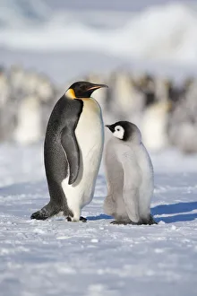 Emperor penguin adult and chick (Aptenodytes forsteri) within colony at Snow Hill Island Emperor penguin adult and chick (Aptenodytes forsteri) within colony at Snow Hill Island