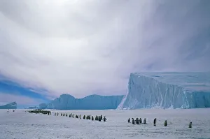 Emperor penguin adults and chicks going to colony {Aptenodytes forsteri} Auster EP rookery Emperor penguin adults and chicks going to colony {Aptenodytes forsteri} Auster EP rookery