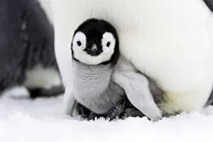 Emperor penguin (Aptenodytes forsteri), chick in brood pouch, Snow Hill Island, Antarctic Emperor penguin (Aptenodytes forsteri), chick in brood pouch, Snow Hill Island, Antarctic