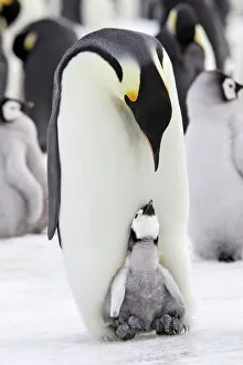 Emperor penguin (Aptenodytes forsteri), chick in brood pouch of parent, Snow Hill Island Emperor penguin (Aptenodytes forsteri), chick in brood pouch of parent, Snow Hill Island