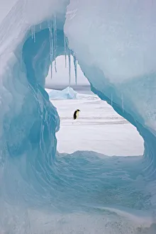Emperor penguin (Aptenodytes forsteri) viewed through hole in iceberg at Snow Hill Island Emperor penguin (Aptenodytes forsteri) viewed through hole in iceberg at Snow Hill Island