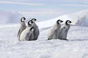 Images Dated 27th October 2006: Emperor penguin (Aptenodytes forsteri), Chicks on ice, Snow Hill Island, Antarctic