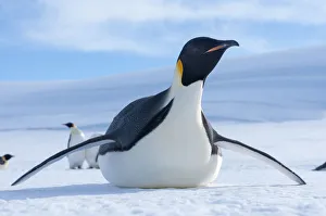 Emperor penguin (Aptenodytes forsteri) tobogganing, Amanda Bay, Prydz Bay, Ingrid Emperor penguin (Aptenodytes forsteri) tobogganing, Amanda Bay, Prydz Bay, Ingrid