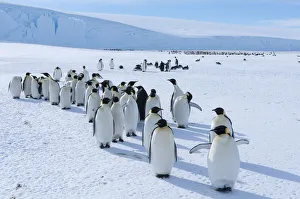Emperor penguin (Aptenodytes forsteri) colony, Amanda Bay, Prydz Bay, Ingrid Christensen Coast Emperor penguin (Aptenodytes forsteri) colony, Amanda Bay, Prydz Bay, Ingrid Christensen Coast
