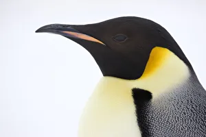 Emperor penguin (Aptenodytes forsteri) portrait, Snow Hill Island rookery, Antarctica Emperor penguin (Aptenodytes forsteri) portrait, Snow Hill Island rookery, Antarctica