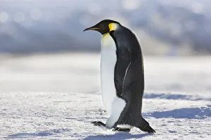 Emperor penguin (Aptenodytes forsteri) walking, Cape Colbeck, Ross Sea, Antarctica Emperor penguin (Aptenodytes forsteri) walking, Cape Colbeck, Ross Sea, Antarctica