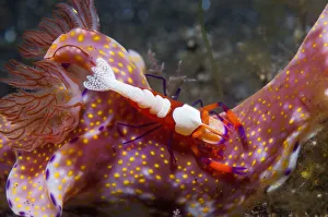 Emperor shrimp (Periclemenes imperator) on a nudibranch (Ceratosoma sp.) Lembeh Strait Emperor shrimp (Periclemenes imperator) on a nudibranch (Ceratosoma sp.) Lembeh Strait