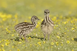 Emu (Dromaius novaehollandiae) chicks among flowers, Victoria, Australia Emu (Dromaius novaehollandiae) chicks among flowers, Victoria, Australia