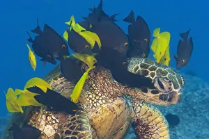 Endangered Green sea turtle (Chelonia mydas) stretches neck to be cleaned by Yellow tangs Endangered Green sea turtle (Chelonia mydas) stretches neck to be cleaned by Yellow tangs