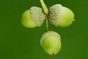 English oak (Quercus robur) ripening acorns, Dorset, UK September English oak (Quercus robur) ripening acorns, Dorset, UK September