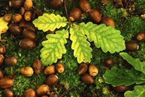 English oak tree (Quercus robur) fallen acorns and leaves on a bed of moss, Oxfordshire English oak tree (Quercus robur) fallen acorns and leaves on a bed of moss, Oxfordshire