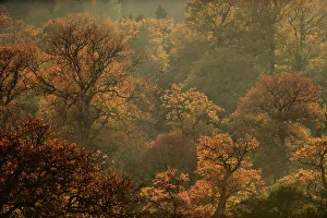 English oak tree (Quercus robur) woodland in autumn colours, Kellerwald, Hesse, Germany, November English oak tree (Quercus robur) woodland in autumn colours, Kellerwald, Hesse, Germany, November