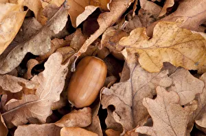 English oak tree {Quercus robur} acorn and fallen leaves in autumn, Beacon Hill Country Park English oak tree {Quercus robur} acorn and fallen leaves in autumn, Beacon Hill Country Park