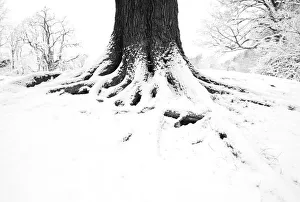 English oak tree (Quercus robur) trunk in winter, Hampstead Heath, London, February English oak tree (Quercus robur) trunk in winter, Hampstead Heath, London, February