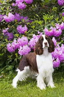 English springer spaniel in Rhododendron. Haddam, Middlesex, Connecticut, USA English springer spaniel in Rhododendron. Haddam, Middlesex, Connecticut, USA