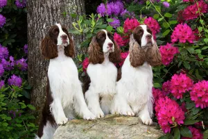 English springer spaniel, three standing with front legs on rock, Rhododendron flowers English springer spaniel, three standing with front legs on rock, Rhododendron flowers