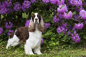English springer spaniel standing in front of Rhododendron flowers. Haddam, Connecticut, USA English springer spaniel standing in front of Rhododendron flowers. Haddam, Connecticut, USA