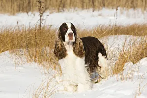 English springer spaniel standing in snow covered grassland, shore of Long Island Sound English springer spaniel standing in snow covered grassland, shore of Long Island Sound