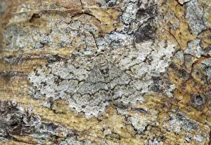 Engrailed moth (Ectropis crepuscularia) camouflaged on tree trunk, River Bann Banbridge Engrailed moth (Ectropis crepuscularia) camouflaged on tree trunk, River Bann Banbridge