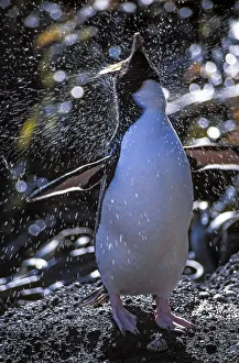 Erect-crested penguins (Eudyptes sclateri) bathing and preening prior to moulting Erect-crested penguins (Eudyptes sclateri) bathing and preening prior to moulting