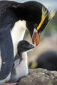 Erect-crested penguins (Eudyptes sclateri) feeding young chick Erect-crested penguins (Eudyptes sclateri) feeding young chick