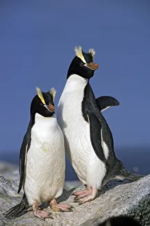 Erect-crested penguins (Eudyptes sclateri) pair. Proclamation Island, Bounty Islands Erect-crested penguins (Eudyptes sclateri) pair. Proclamation Island, Bounty Islands
