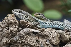 Two Erhards wall lizards (Podarcis erhardii) Crete, Greece, April 2009 Two Erhards wall lizards (Podarcis erhardii) Crete, Greece, April 2009