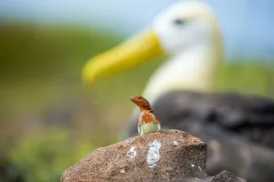 Espanola lava lizard (Microlophus delanonis) female with Waved albatross Espanola lava lizard (Microlophus delanonis) female with Waved albatross