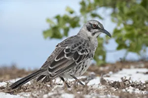 Espanola mockingbird (Mimus macdonaldi) on beach, Galapagos Espanola mockingbird (Mimus macdonaldi) on beach, Galapagos