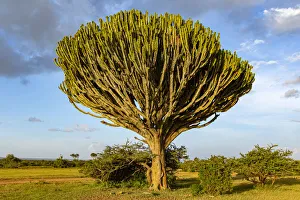 Euphorbia tree near Solio escarpment, Laikipia County, Kenya Euphorbia tree near Solio escarpment, Laikipia County, Kenya