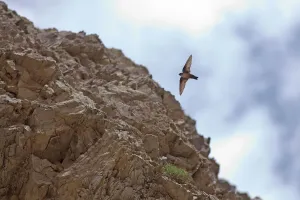 Eurasian crag martin (Ptyonoprogne rupestris) Kawakarpo Mountain Eurasian crag martin (Ptyonoprogne rupestris) Kawakarpo Mountain