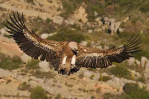 Eurasian Griffon vulture, Gyps fulvus, at wildlife watching and vulture feeding site Eurasian Griffon vulture, Gyps fulvus, at wildlife watching and vulture feeding site
