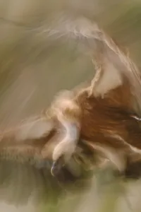 Eurasian griffon vulture (Gyps fulvus) pre-Pyrenees, Catalonia, Spain Eurasian griffon vulture (Gyps fulvus) pre-Pyrenees, Catalonia, Spain