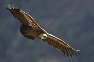 Eurasian griffon vulture (Gyps fulvus) in flight, Cevennes, France, March 2016 Eurasian griffon vulture (Gyps fulvus) in flight, Cevennes, France, March 2016