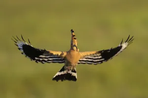 Eurasian hoopoe (Upupa epops) in flight with a grub in its beak, Pusztaszer reserve, Hungary. May Eurasian hoopoe (Upupa epops) in flight with a grub in its beak, Pusztaszer reserve, Hungary. May