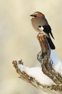 Eurasian jay (Garrulus glandarius) perched on branch in snow, Flatanger, Norway Eurasian jay (Garrulus glandarius) perched on branch in snow, Flatanger, Norway